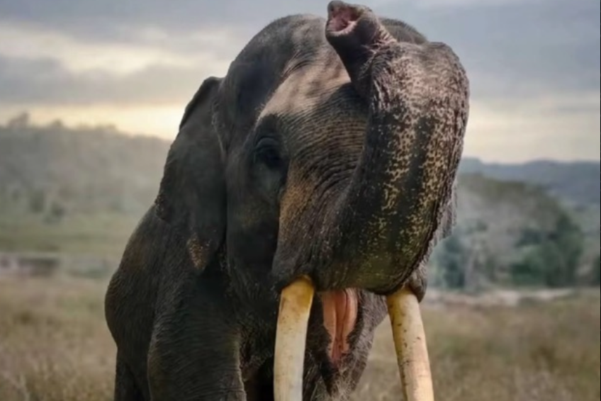 Alami Infeksi Pencernaan Kronis, Gajah Diego Mati Mendadak di PLG Minas Riau